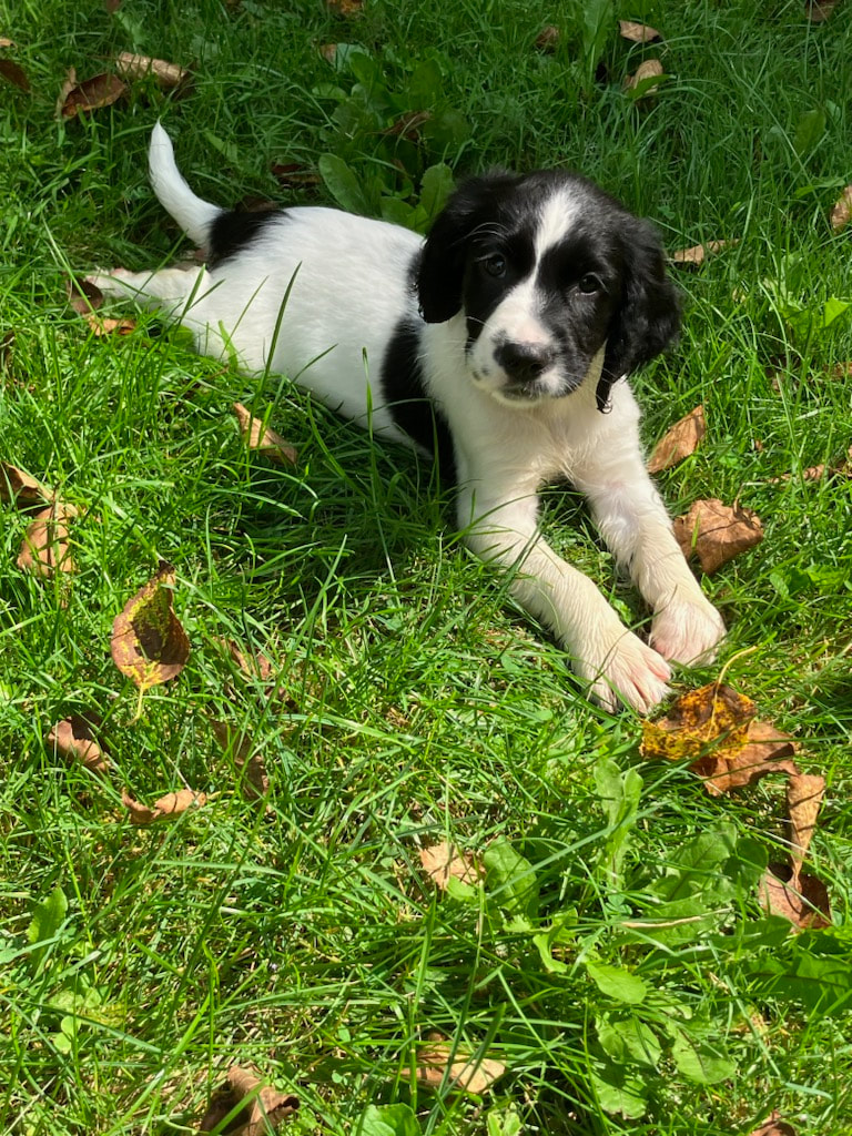 Pheasant Feathers English Springer Spaniel Puppies