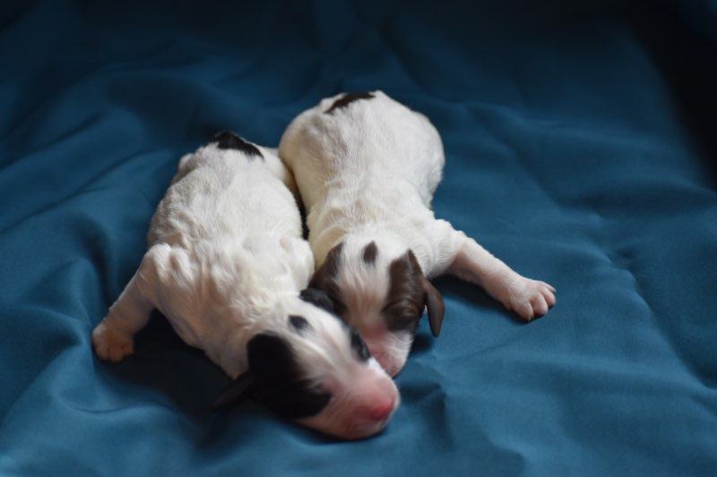 Pheasant Feathers English Springer Spaniel Puppies