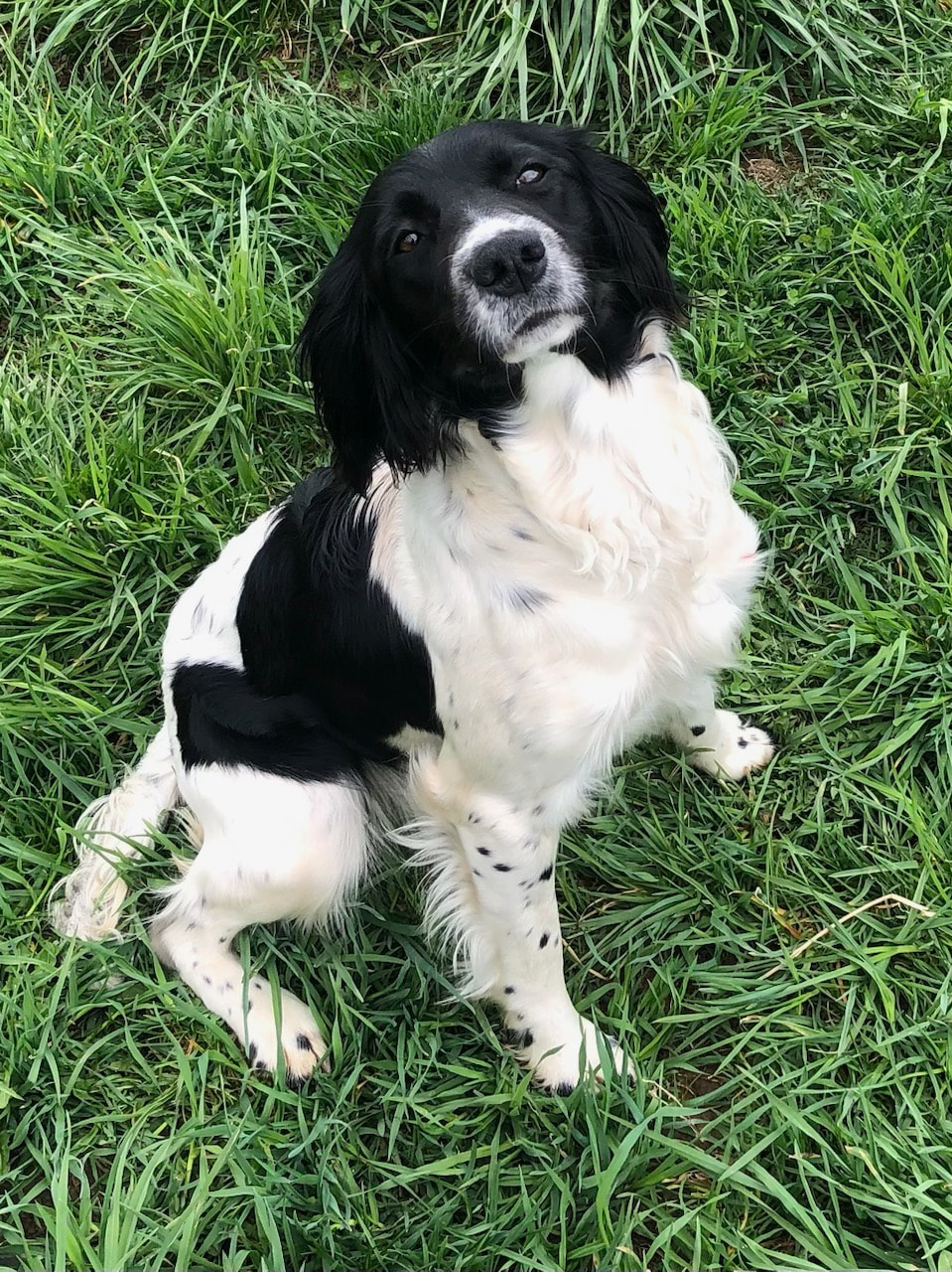 Pheasant Feathers English Springer Spaniel Puppies