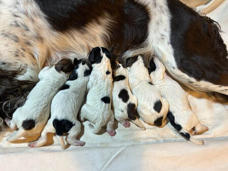 Pheasant Feathers English Springer Spaniel Puppies